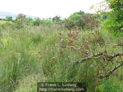 Around Lough Nasool